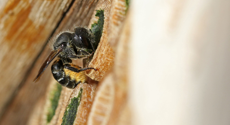 Identify solitary bees in the UK | The Wildlife Trusts