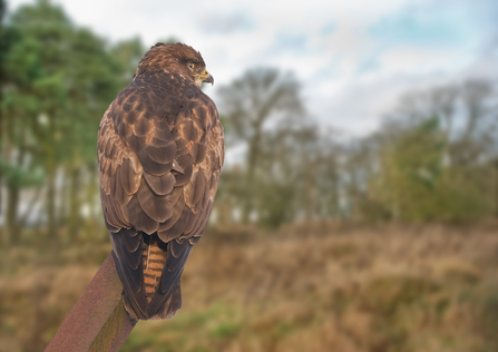 Birds of prey  Cumbria Wildlife Trust