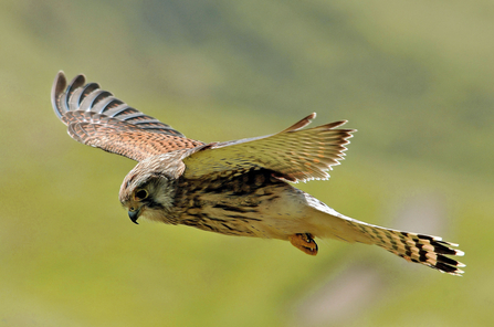 British birds of prey guide: how to identify raptors and where to