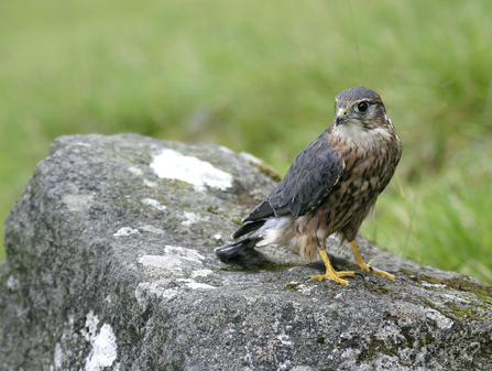 Birds Of Prey In The UK - Wise Owl Blog by Love Garden Birds