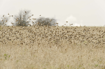 Linnet flock