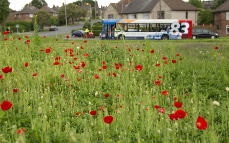 Urban flowers