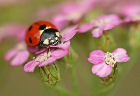 7-spot Ladybird