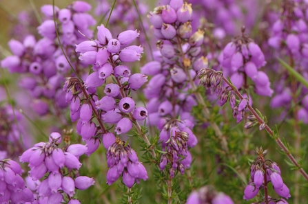 Heather | The Wildlife Trusts