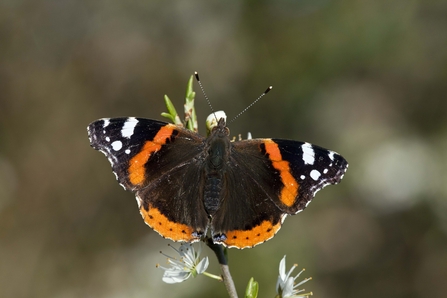 Identify Garden Butterflies The Wildlife Trusts