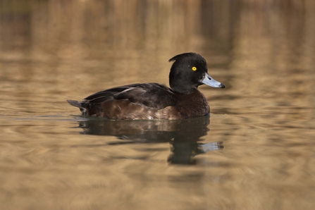 diver ducks in water