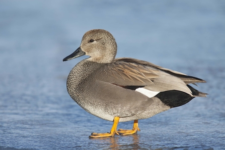 miniature duck breeds