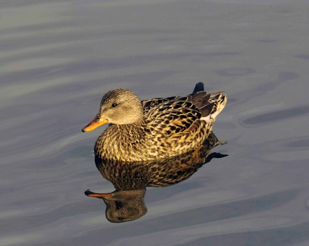 How to identify dabbling ducks | The Wildlife Trusts