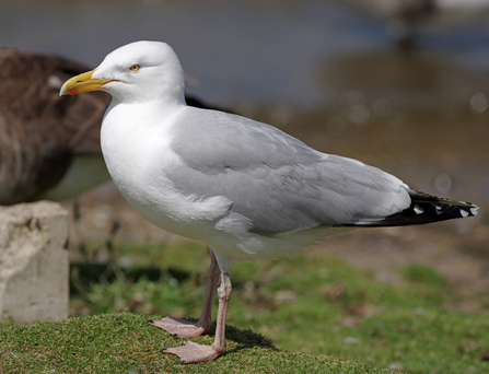 Identify Gulls The Wildlife Trusts