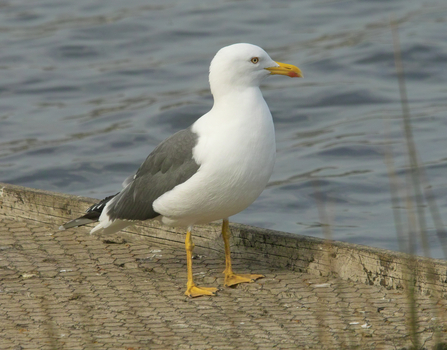 Lesser Black-backed Gull