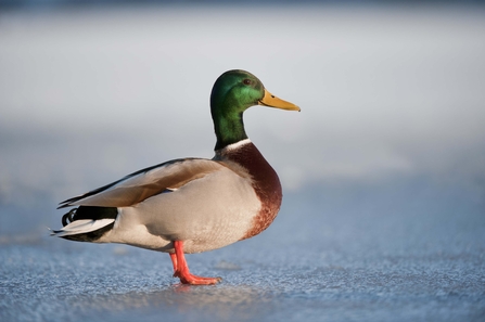 Whether dabbling ducks of diving, ducks are fun to watch in the winte