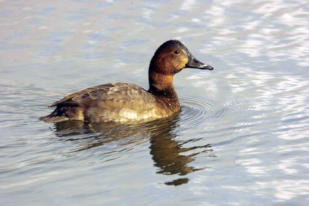 How to identify diving ducks | The Wildlife Trusts