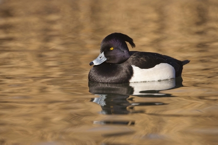 Goldeneye, Diving Duck, Wintering & Migration