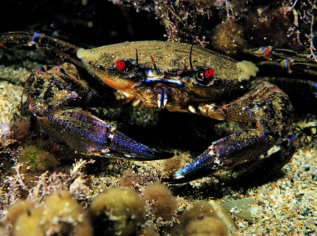 Velvet Swimming Crab