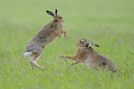 boxing hare