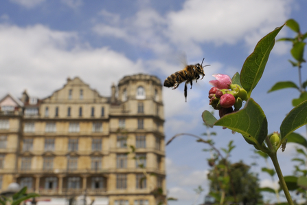 Honeybee with city background Nick Upton/2020VISION