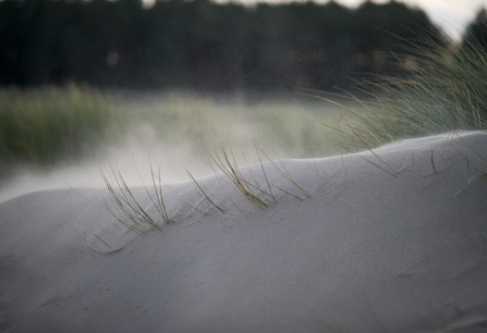 Birds of Prey on the Dunes - Dynamic Dunescapes