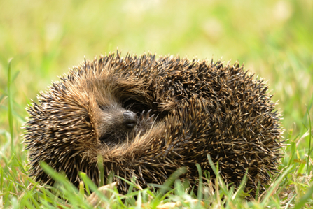 Hedgehog - Amy Lewis