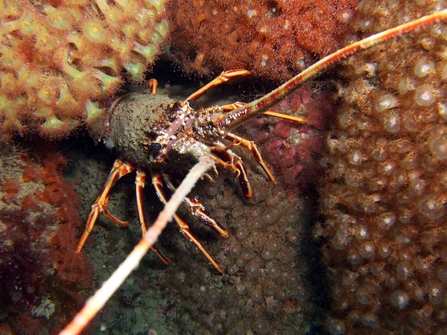 Spiny lobster