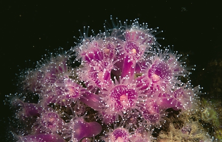 Jewel anemone