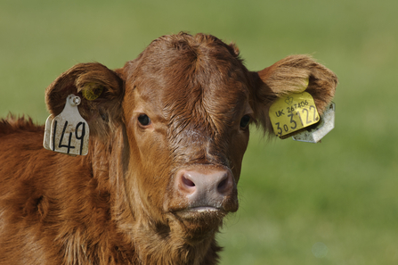 Cattle (c) Terry Whittaker/2020VISION