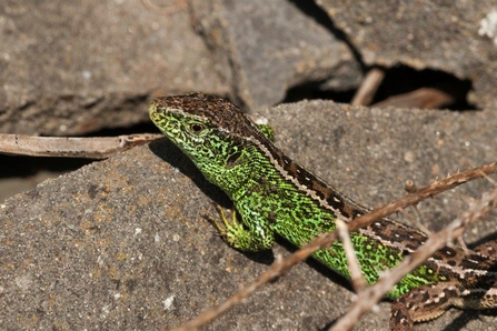 Sand lizard