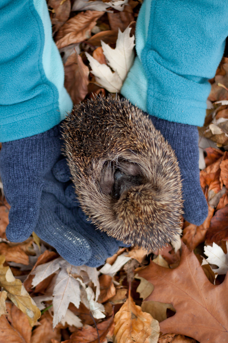 Help A Hedgehog The Wildlife Trusts