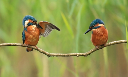 Two kingfishers sitting on branch, The Wildlife Trusts