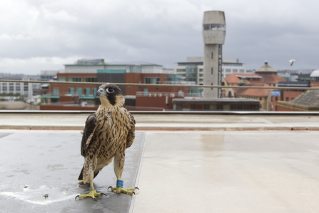 Bird of Prey Calls and Identification UK - Woodland Trust