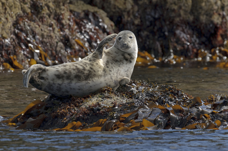 Grey seal