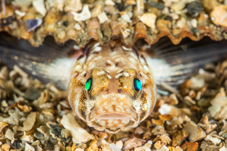 Sand goby