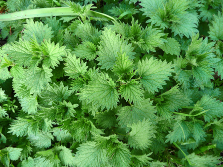 Stinging nettle