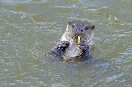 WWT on X: “I've found my significant otter.” Adopt an otter for