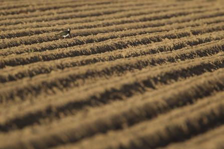 Lapwing in soil on farm