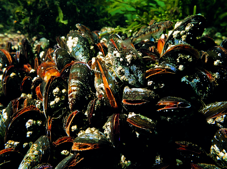 Mussels