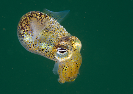 Little cuttlefish