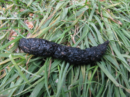 Identify poo | The Wildlife Trusts