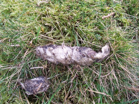 does fox poo look like dog poo