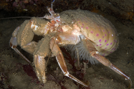 Cloak anemone on hermit crab