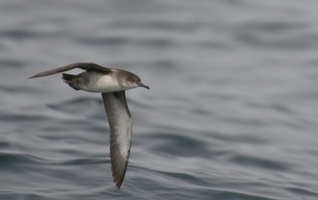 Balearic shearwater