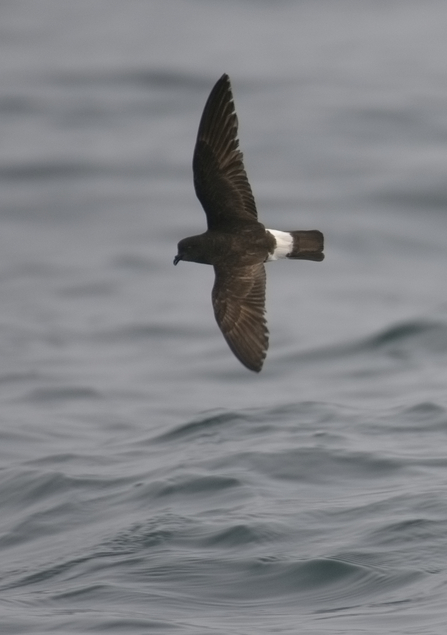 Storm petrel