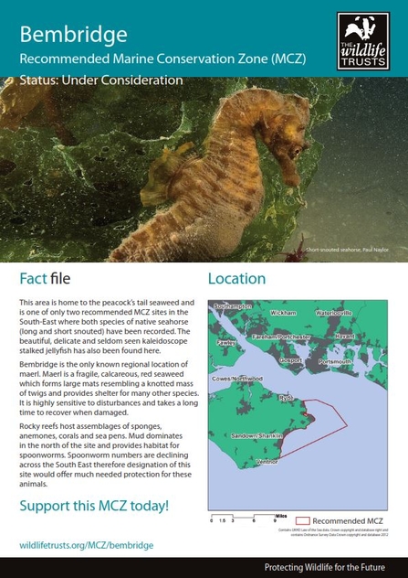 Eastern Channel Marine Conservation Zones | The Wildlife Trusts