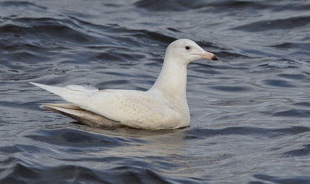 Glaucous gull