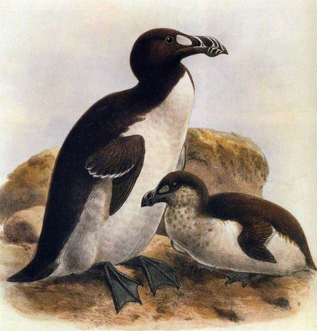 Great auks