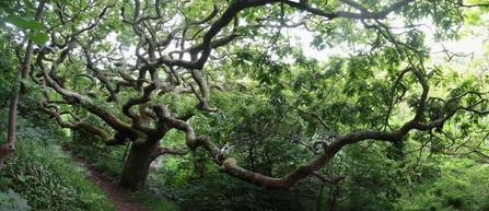 Marsland Oak, Devon - Gavin Black