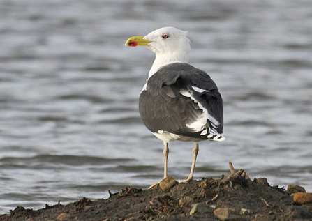 Great black-backed gull