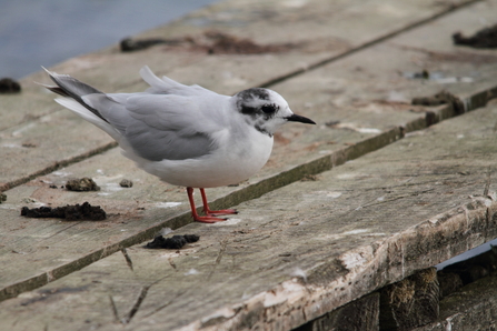 Little gull