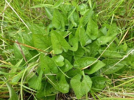 Hairy violet