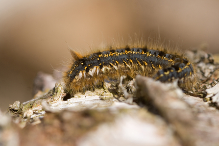 Identify caterpillars The Wildlife Trusts