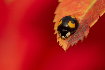 Harlequin ladybird